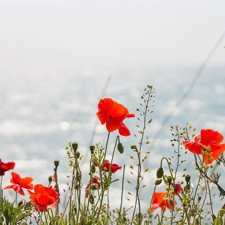 Baltic Sea Mermaid, Lagoon Wustrow (Fischland)
